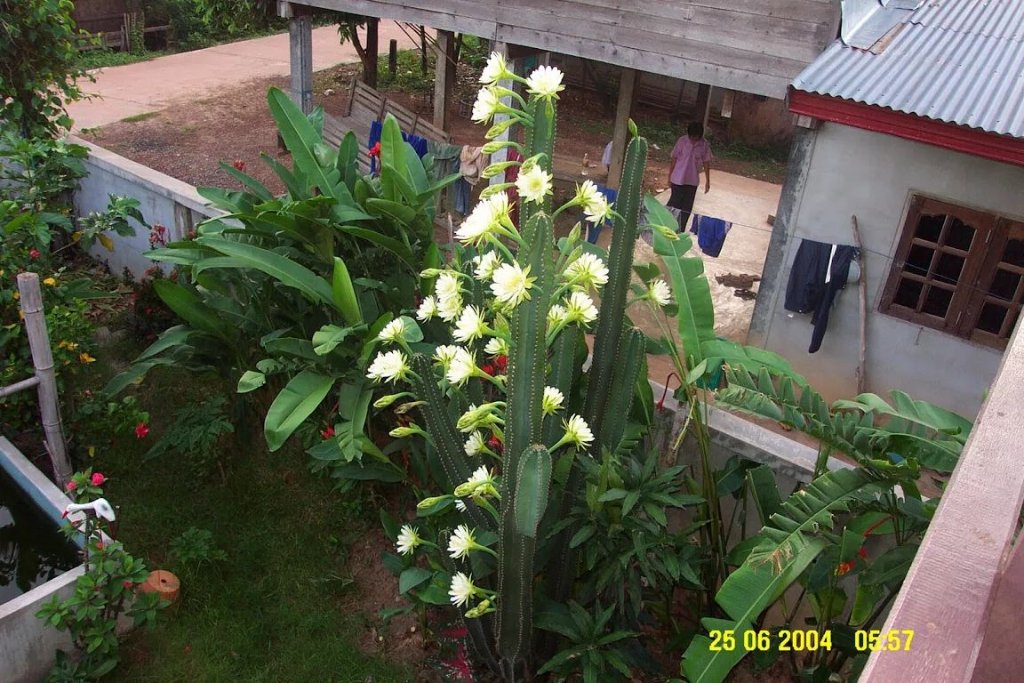 Säulenkaktus in Blüte