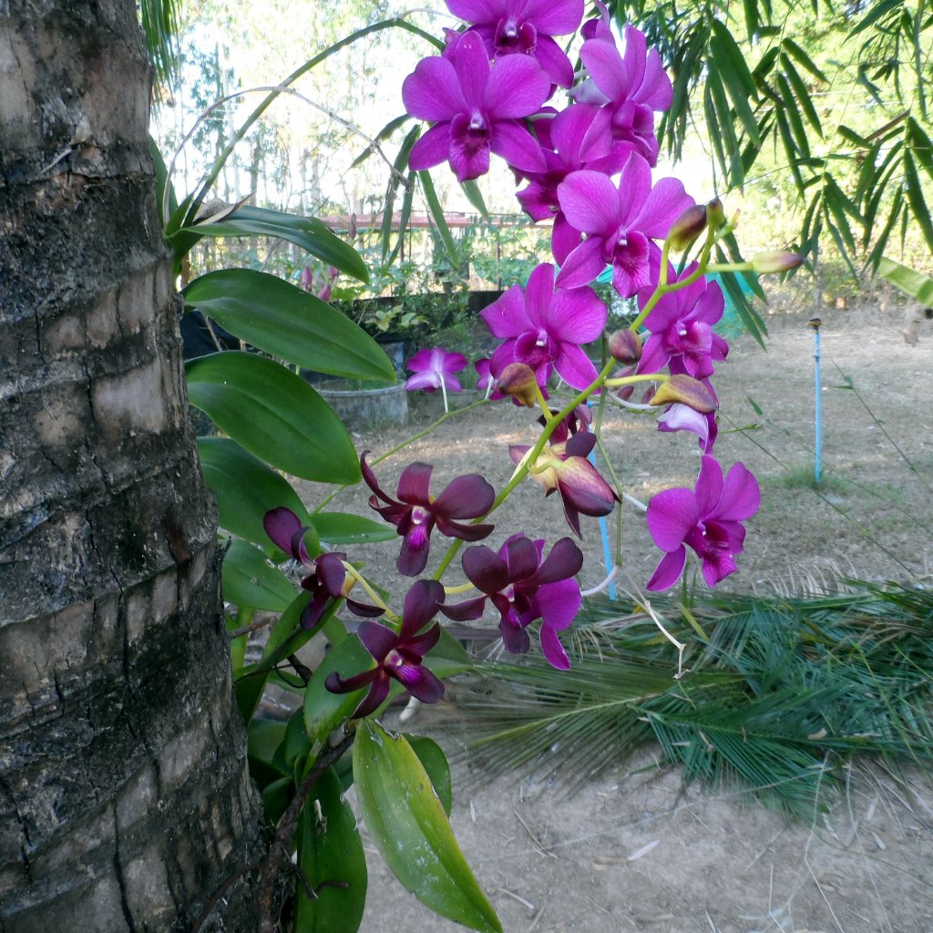 Orchideen in Manfred's Garten