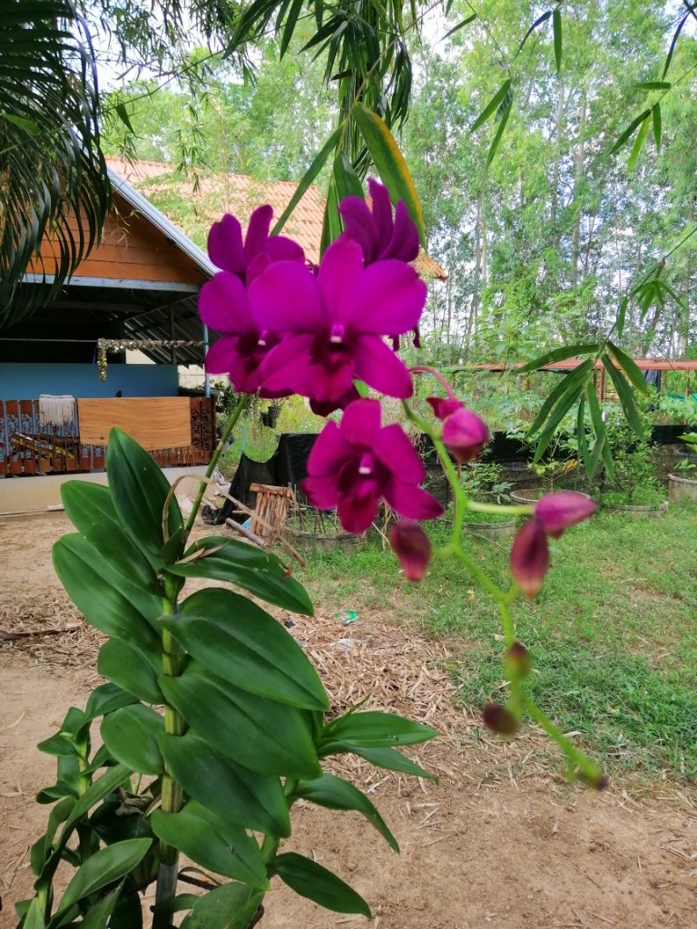 Orchideen im Dezember