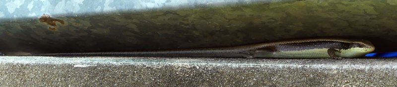 P1030715-a-b-800.jpg