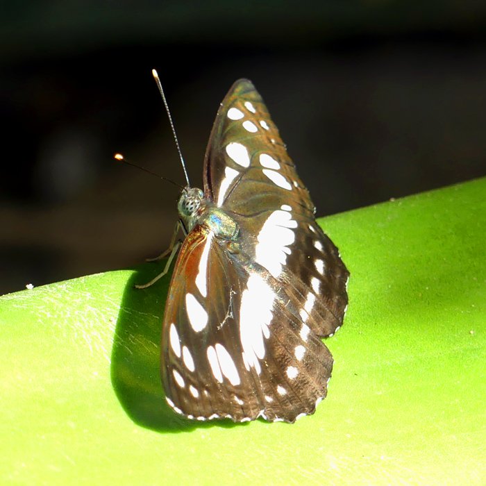 P1040774-a-b-700.jpg
