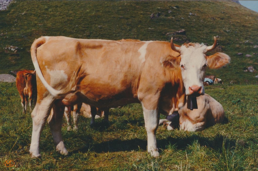 Omega 1984.jpg