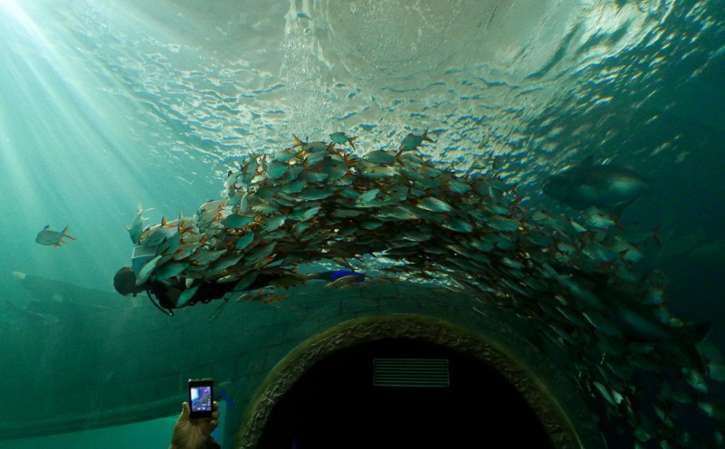 Nong Khai Aquarium 4.JPG