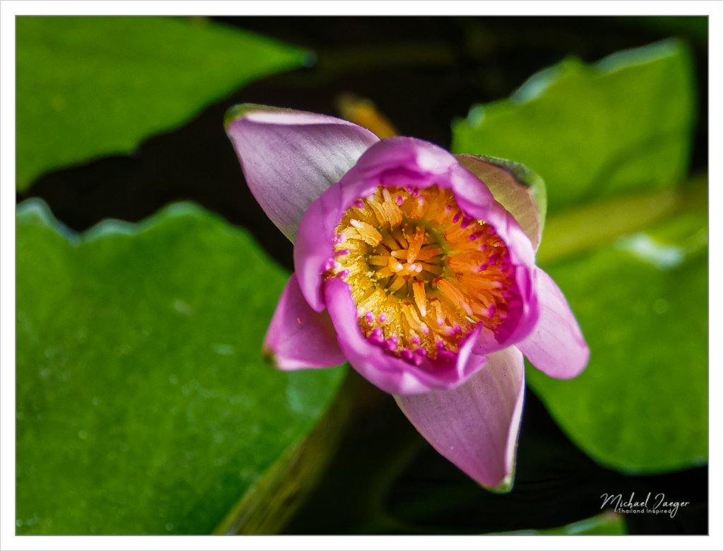 purple tiny lotus-1.jpg