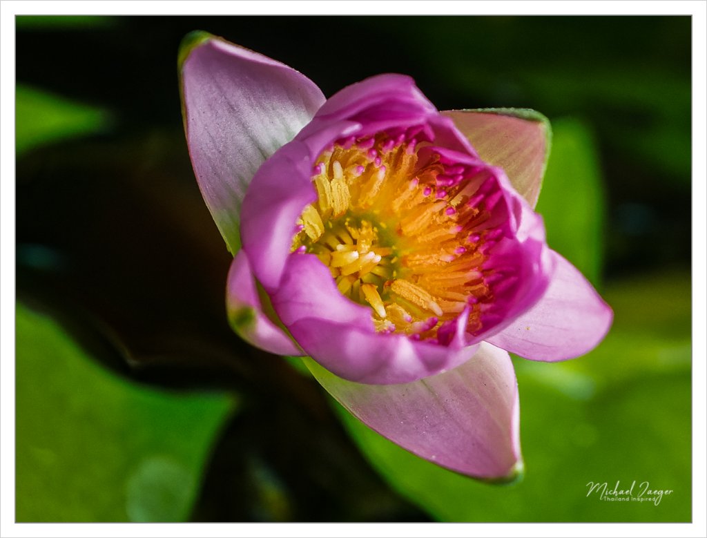 purple tiny lotus-2.jpg