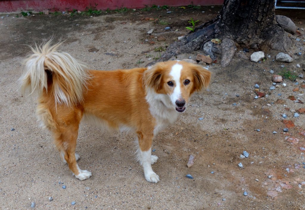 Hund Chiang Mai.JPG