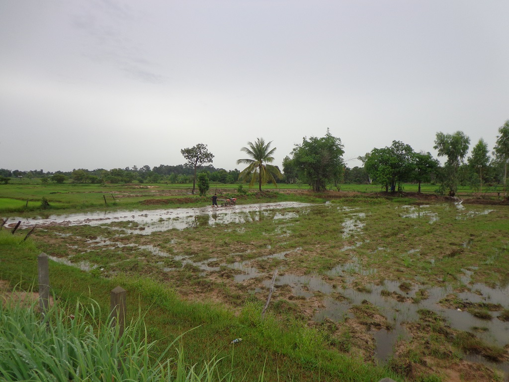 work ricefield 1.jpg