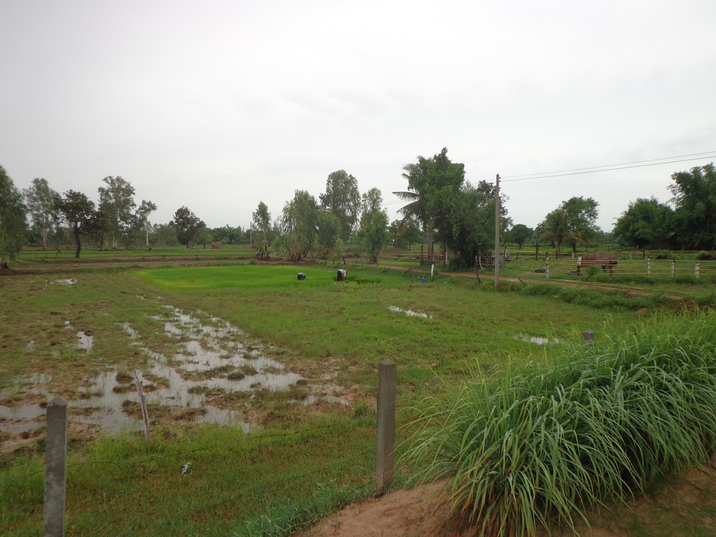 work ricefield 2.jpg