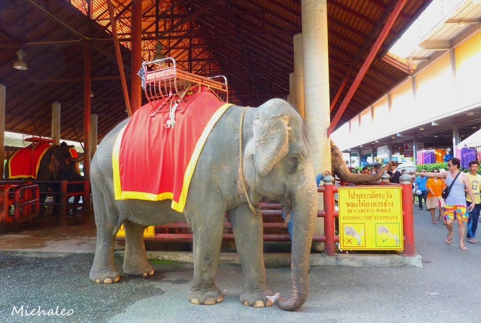 Pattaya Nong Nooch 1.jpg