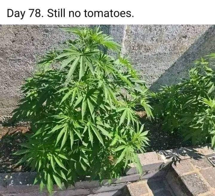 Keine Tomaten.jpg