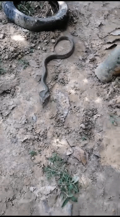 68e823ce-72f5-496b-8aaa-6b6bbc3e996f 2.gif